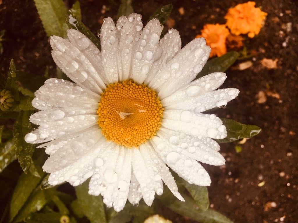 Flower, Close Up