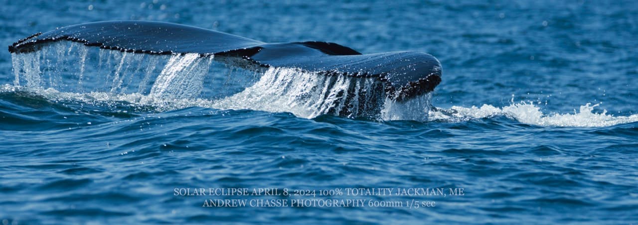 Whale's Tail